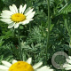 Anthemis hyb. 'Sauce Hollandaise' GM P9