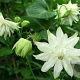 Aquilegia v. 'White Barlow' GM P9