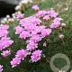 Armeria jun. 'Sugar Baby' GM P9
