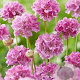 Armeria ps. 'Ballerina Purple Rose' GM P9