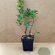 Arbutus unedo 'Atlantic' 40-60 cm 3,0L