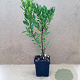Arbutus unedo 'Bocarm' 50-60 cm 3,0L
