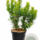 Arbutus unedo 60-80 cm 7,5L