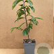 Asimina triloba 'Prolific' 60-80 cm 5,0L
