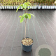 Asimina triloba 60-80 cm 3,0L