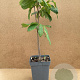 Asimina triloba 60-80 cm 5,0L