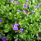Aubrieta gr. 'Kitte' GM P9