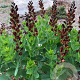 Baptisia 'Brownie Points' GM P9
