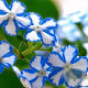 Brunnera macr. 'Starry Eyes' GM P9