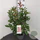 Photinia fraseri 'Red Robin' 60-80 cm 7,5L
