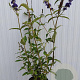 Buddleja d. 'Black Knight' 80-100 cm 5,0L