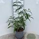Buddleja d. 'White Profusion' 30-40 cm 2,0L