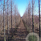 Carpinus bet. 'Fastigiata' 14-16 HO draadkluit geveerd