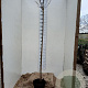 Catalpa bignonioides 'Nana' 150 cm stam 10L