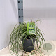 Carex Feather Falls 25-30 cm 3,0L