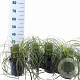 Carex Feather Falls 25-30 cm 3,0L