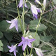 Campanula rapunculus GM P9