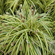 Carex brunnea 'Variegata' GM 2,0L leverbaar