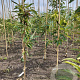 Castanea sat. 'Maraval' 100-125 cm wortelgoed