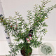 Calliandra surinamensis 50-60 cm 3,0L