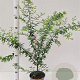 Calliandra surinamensis 50-60 cm 3,0L