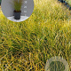 Carex testacea 'Prairie Fire' GM 2,0L