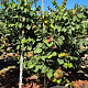 Cercis canadensis 175-200 cm draadkluit
