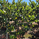 Cercis canadensis 175-200 cm draadkluit