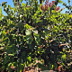 Cercis canadensis 200-225 cm draadkluit