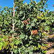 Cercis canadensis 200-225 cm draadkluit