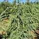 Cedrus deodara 200-225 cm draadkluit extra