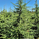 Cedrus deodara 225-250 cm draadkluit extra