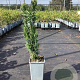 Cephalotaxus harringtonii 20-30 cm P15