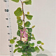 Cercis siliquastrum 100-120 cm 3,0L