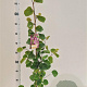 Cercis siliquastrum 100-120 cm 3,0L