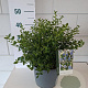 Ceanothus thyrsiflorus repens 25-30 cm 5,0L