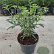 Choisya Green Fingers 30-40 cm 3,0L