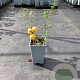 Chaenomeles j. 'Cido' 20-40 cm C1.5