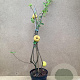 Chaenomeles j. 'Cido' 30-40 cm P15