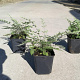 Cheilanthes lanosa GM P9