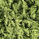Cheilanthes lanosa GM P9
