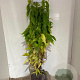 Chimonanthus praecox 100-110 cm met kluit