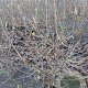 Chimonanthus praecox 100-125 cm met kluit struik meerstammig