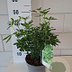 Choisya ternata 30-40 cm 3,0L