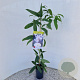 Clematis armandii 70-80 cm rozenpot 2L