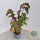 Clerodendrum trichotomum 50-60 cm 3,0L