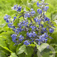 Clematis heracleifolia GM P9