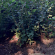 Corylus avellana 100-125 cm met kluit struik meerstammig
