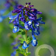 Corydalis calycosa GM P9