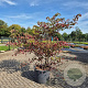 Cornus controversa 200 cm cont. 110L solitair